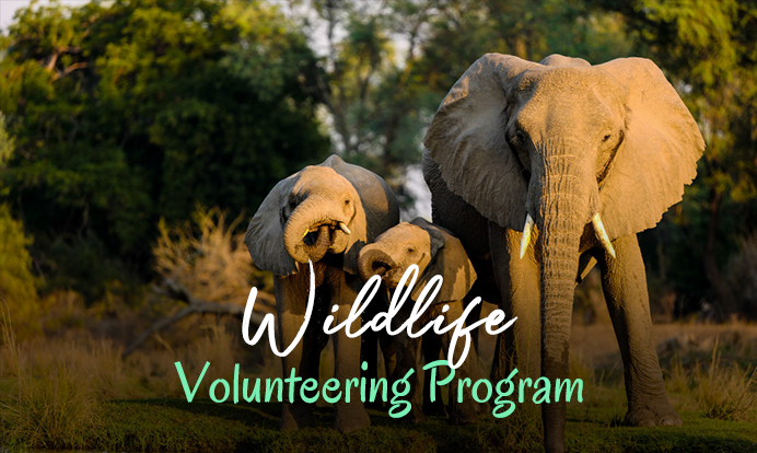 Wildlife Volunteering Program