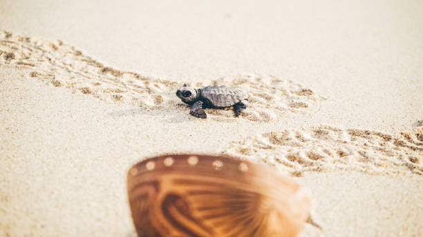  Tortugas de Pacuare