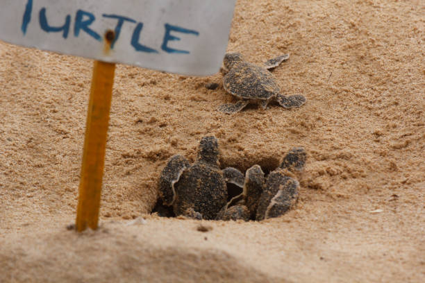 Tortugas de Pacuare