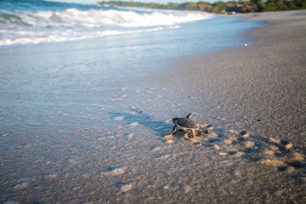  Tortugas de Pacuare