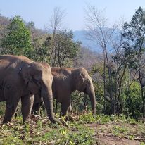  Kindred Spirit Elephant Sanctuary