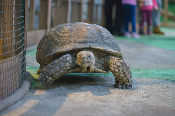 A volunteer in the tortoise center