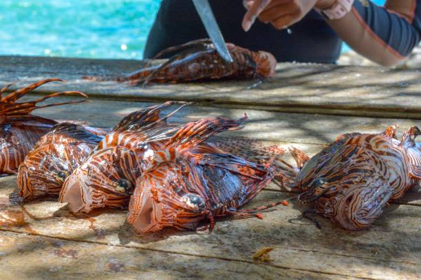 Unveiling Belize's Marine Wonders