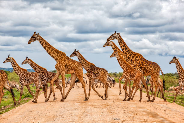 Giraffe: Tallest Creature on Earth, Yet Vulnerable to Extinction