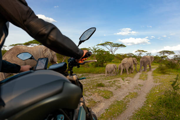 The Gentle Giants: Exploring the World of Elephants and Giraffes