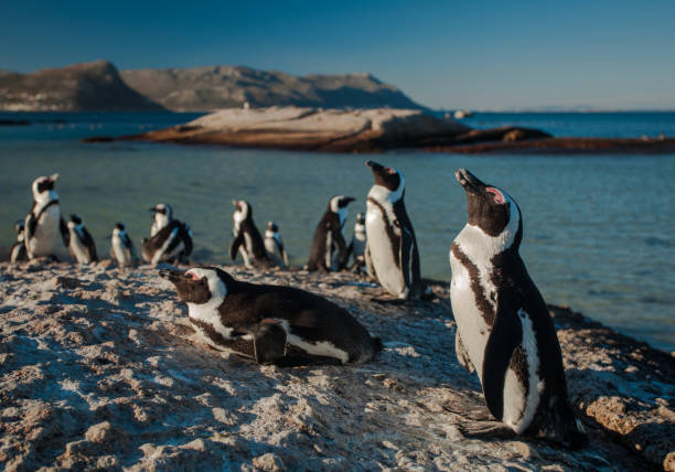 The Fascinating World of Penguins: Adaptations for Survival in the Antarctic