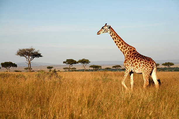 Giraffe: Tallest Creature on Earth, Yet Vulnerable to Extinction