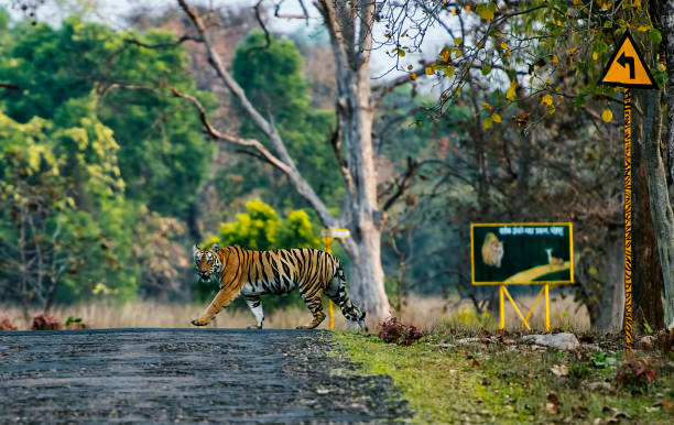 Tiger Conservation: Challenges and Success Stories