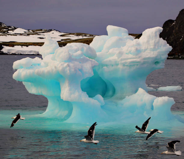 The Fascinating World of Penguins: Adaptations for Survival in the Antarctic