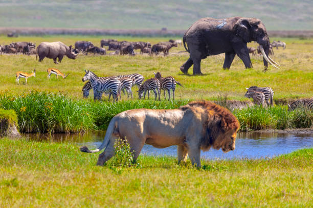 Unveiling the Majesty: The Secret Lives of Lions