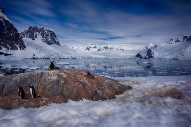 The Fascinating World of Penguins: Adaptations for Survival in the Antarctic