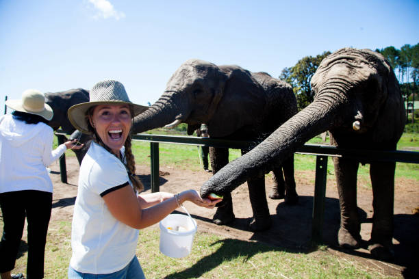 Volunteering with Elephants in Africa