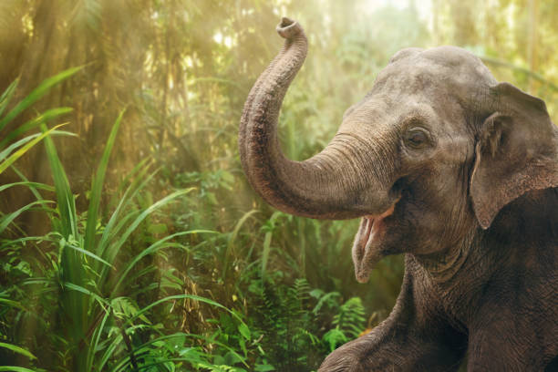 Elephants