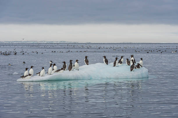 The Fascinating World of Penguins: Adaptations for Survival in the Antarctic