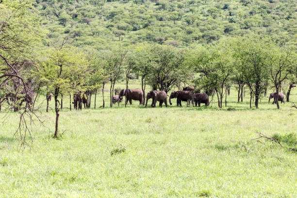 Volunteering with Elephants in Africa