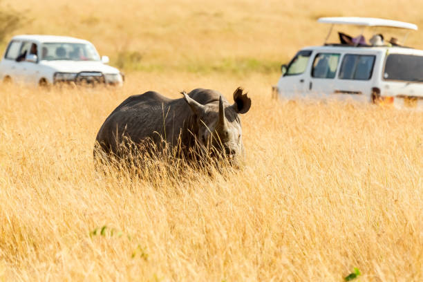 Rhinos