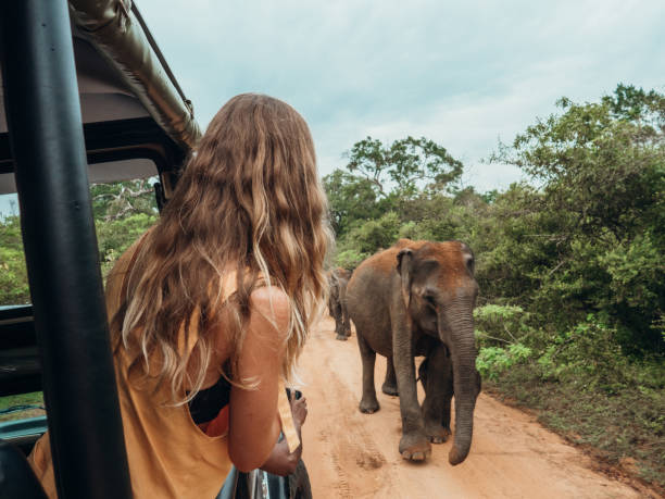 Elephants