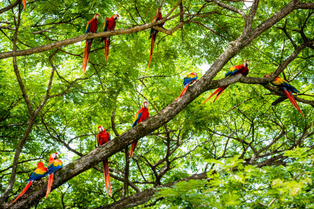 Costa Rica Environmental Conservation
