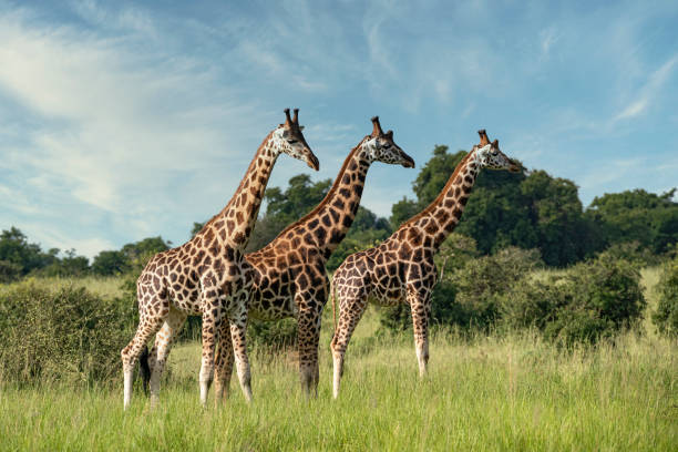 Giraffe: Tallest Creature on Earth, Yet Vulnerable to Extinction