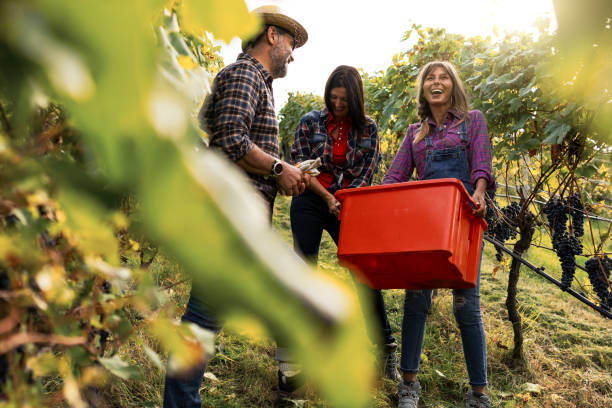 Sustainable Farming in Italy: Growing Organic for a Better Future