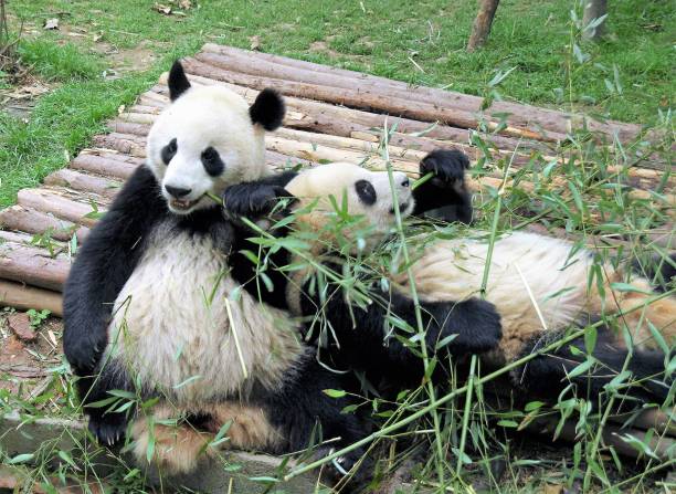 The Mysterious Lives of Giant Pandas: Conservation Efforts and Challenges