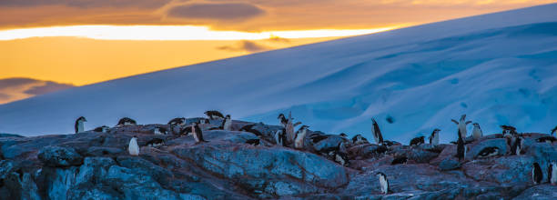 The Fascinating World of Penguins: Adaptations for Survival in the Antarctic