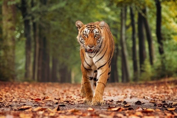 Tiger Conservation: Challenges and Success Stories