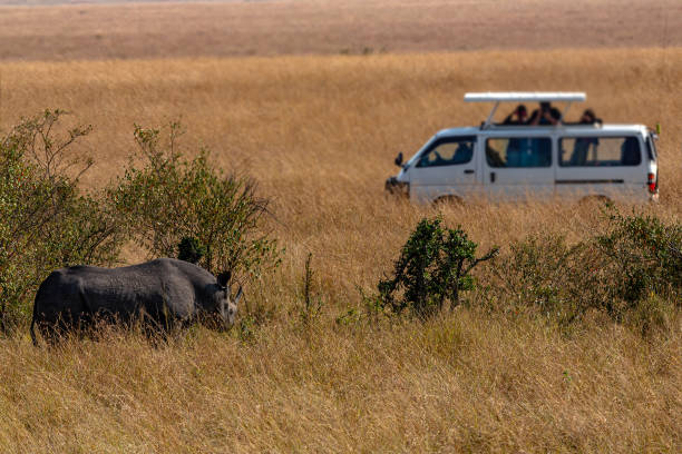 Rhinos