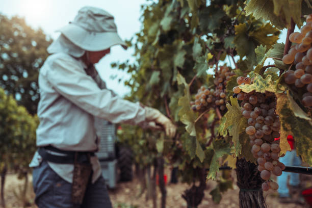 Sustainable Farming in Italy: Growing Organic for a Better Future