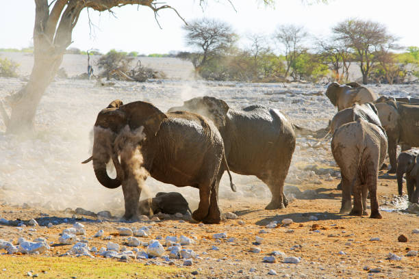 Volunteering with Elephants in Africa