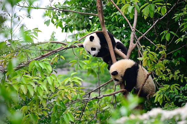 The Mysterious Lives of Giant Pandas: Conservation Efforts and Challenges