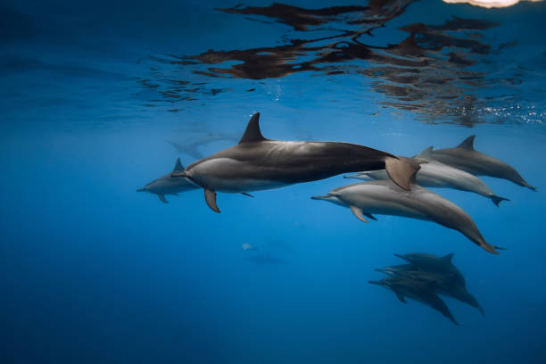 Dolphin Communication: Deciphering the Language of the Sea