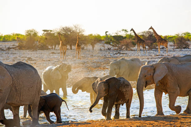 The Gentle Giants: Exploring the World of Elephants and Giraffes