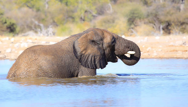 The Gentle Giants: Exploring the World of Elephants and Giraffes