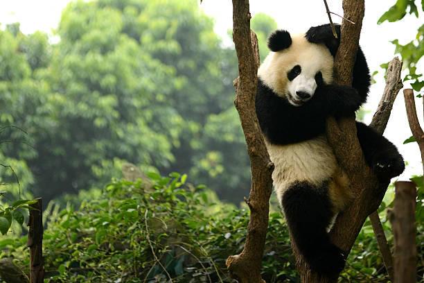 The Mysterious Lives of Giant Pandas: Conservation Efforts and Challenges