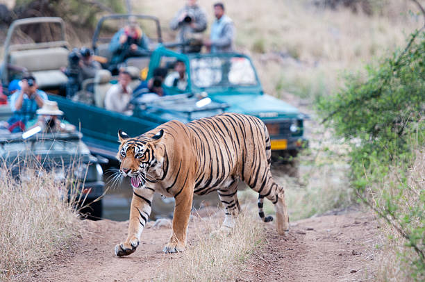 Tigers 