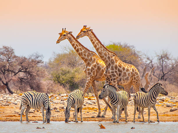 Giraffe: Tallest Creature on Earth, Yet Vulnerable to Extinction