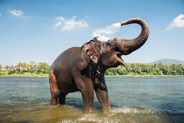 Elephants