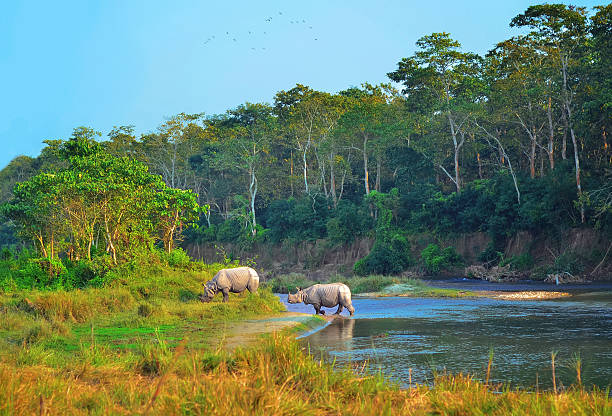 Rhinos