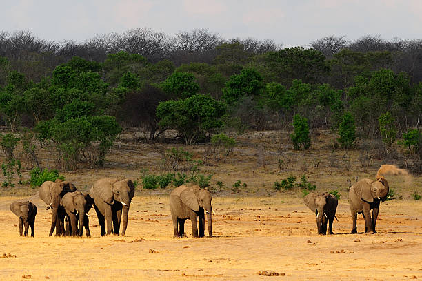 Volunteering with Elephants in Africa