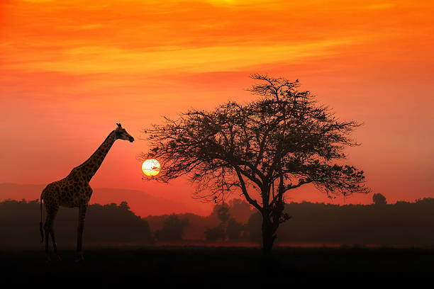 Giraffe: Tallest Creature on Earth, Yet Vulnerable to Extinction