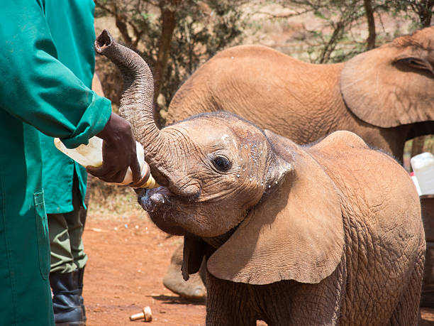 Volunteering with Elephants in Africa