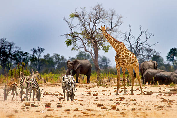 The Gentle Giants: Exploring the World of Elephants and Giraffes