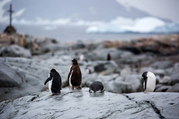 The Fascinating World of Penguins: Adaptations for Survival in the Antarctic