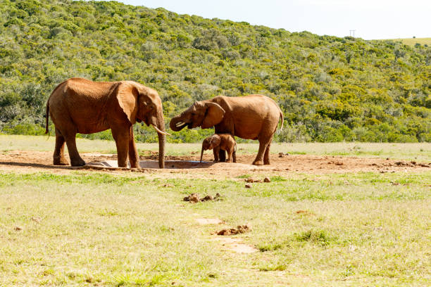 Volunteering with Elephants in Africa