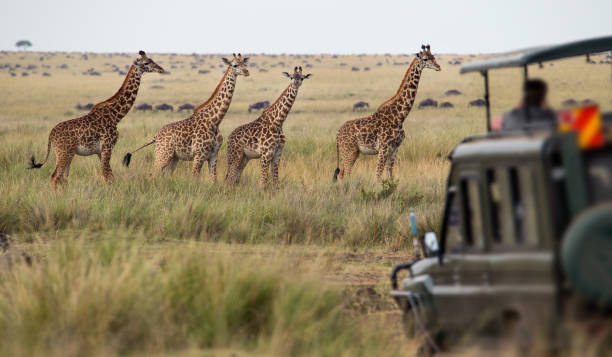 Giraffe: Tallest Creature on Earth, Yet Vulnerable to Extinction