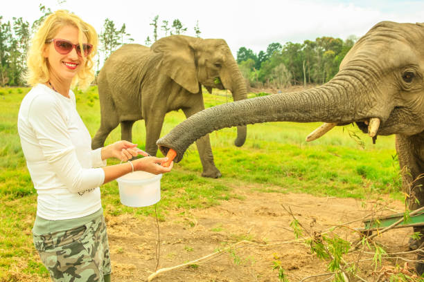 Volunteering with Elephants in Africa