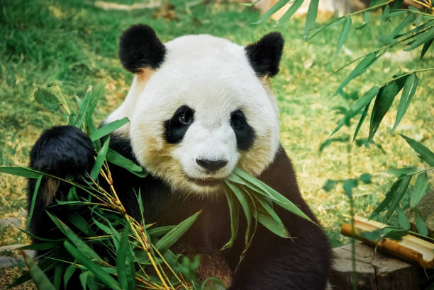 The Mysterious Lives of Giant Pandas: Conservation Efforts and Challenges