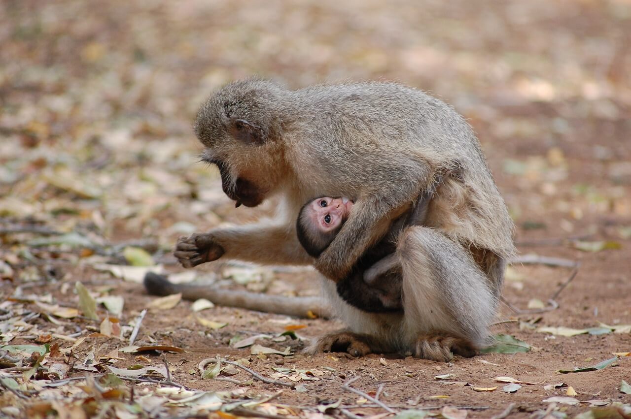 Serviços Ecossistêmicos e Bem-Estar Humano