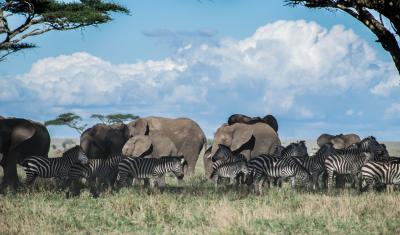 zebras and elephants on grass field.